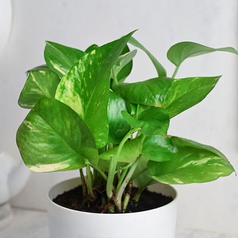 Growing Money Plant